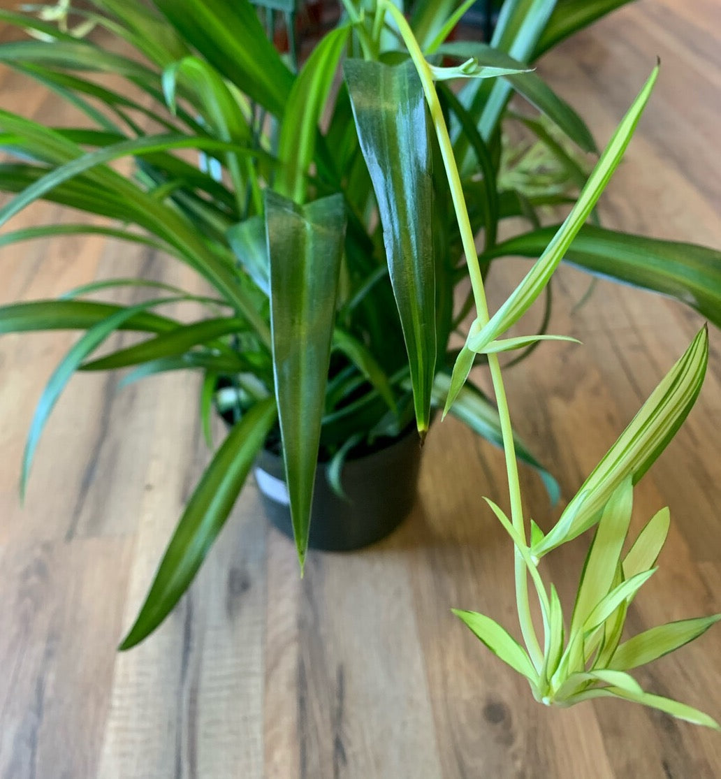 Chlorophytum comosum 'Hawaiian Spider Plant'
