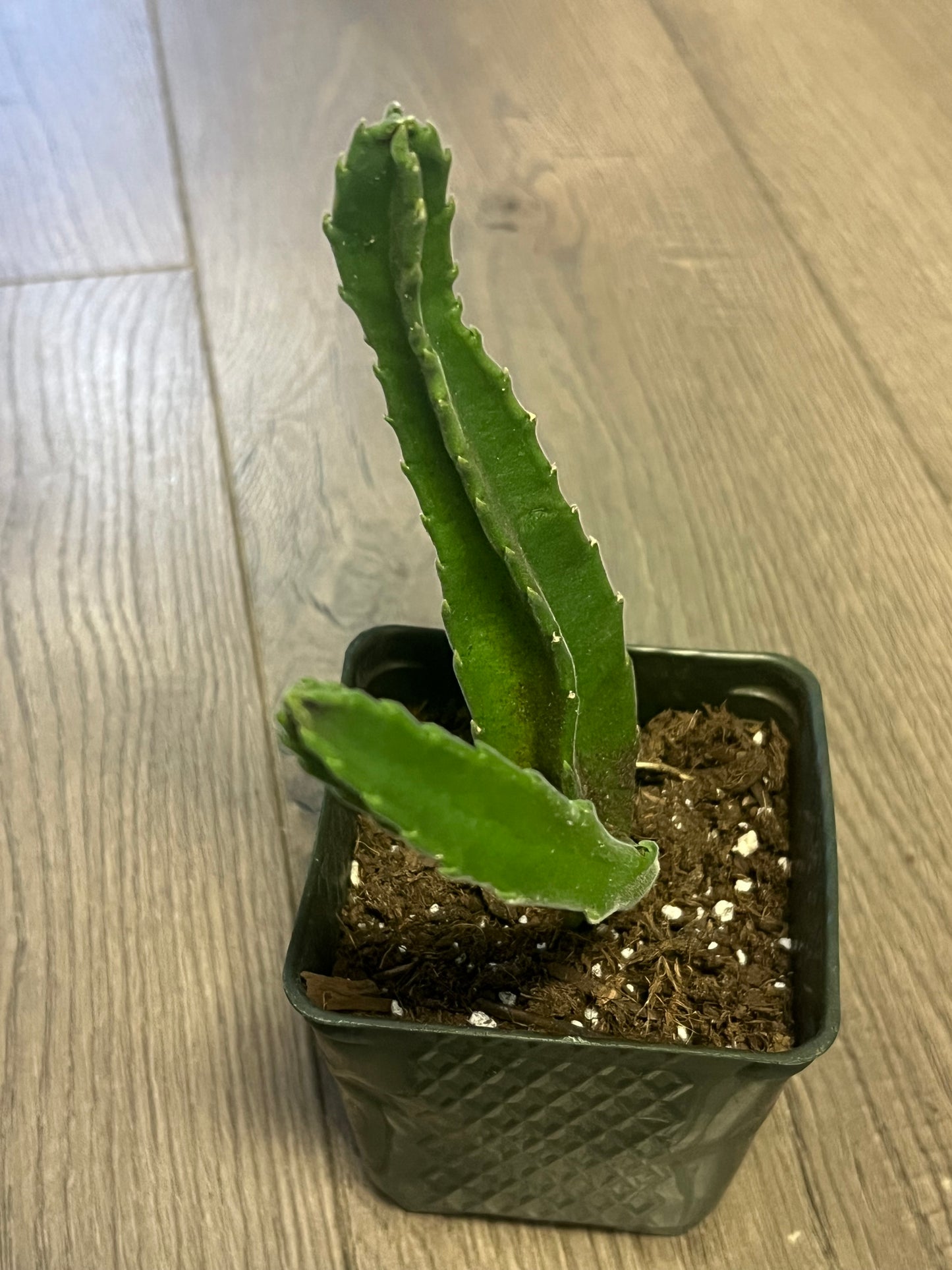 Stapelia gigantea 'Lifesaver cactus'