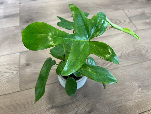 Philodendron 'Florida Green'