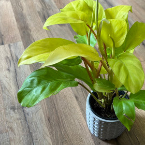 Philodendron 'Golden Goddess'