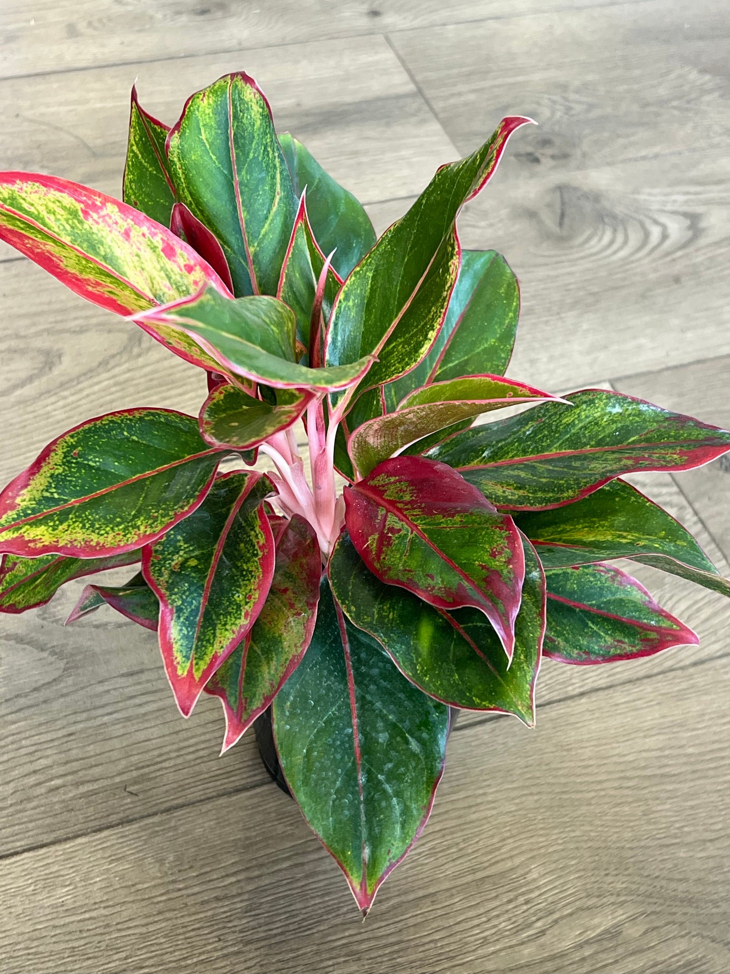 Aglaonema 'Siam'