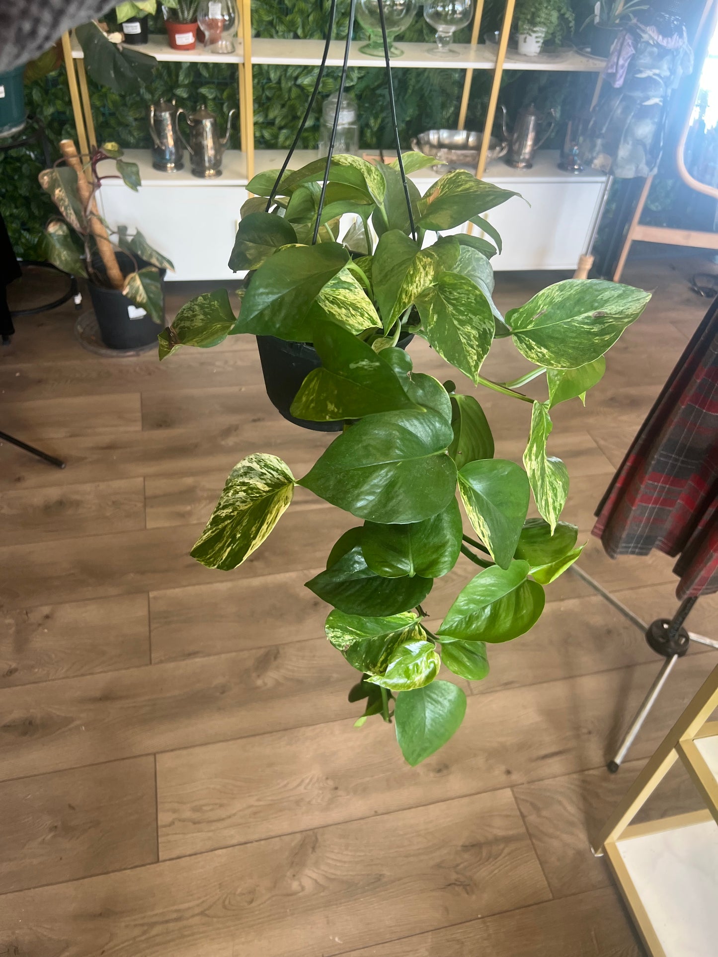 Epipremnum Aureum 'Marble Queen'