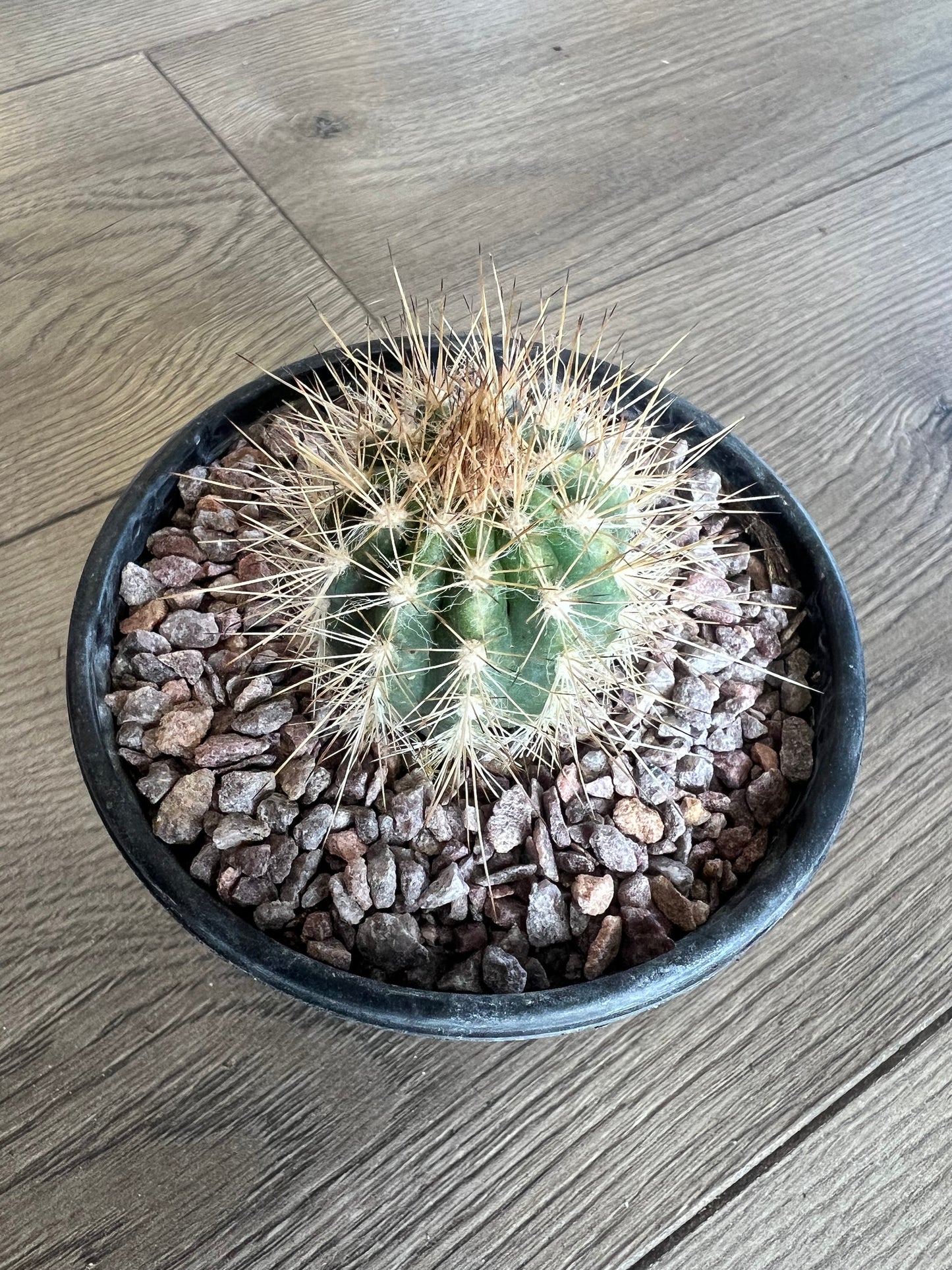 Coleocephalocereus cactus