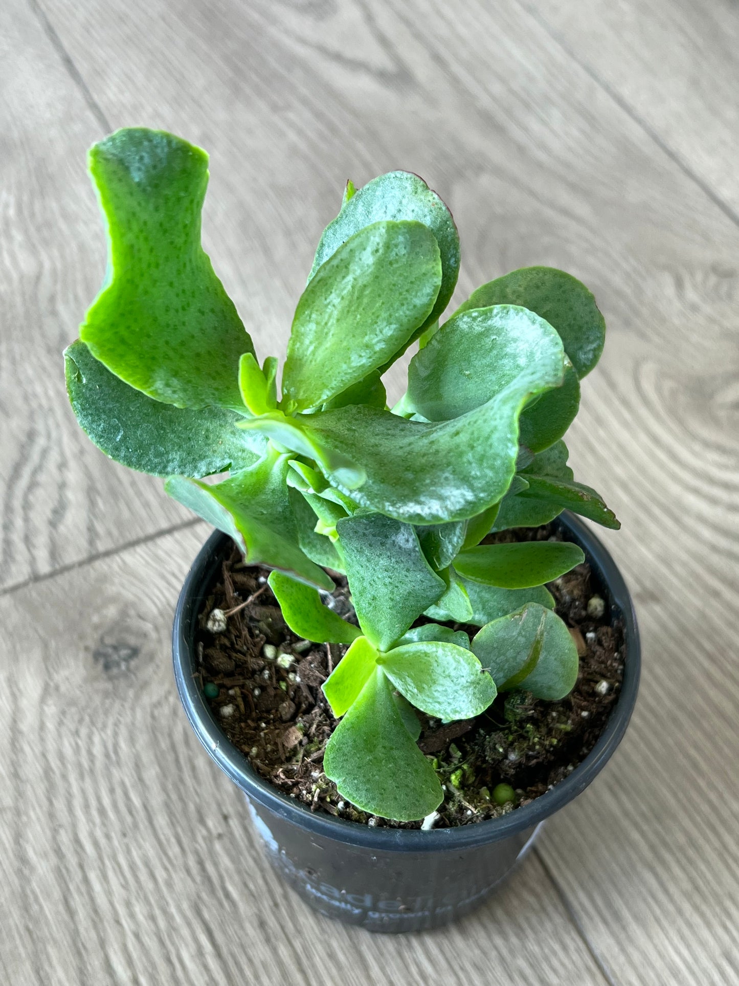 Crassula abor 'Curly Green Ripple Jade'