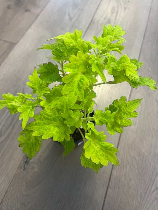 Coleus 'Green Lantern'