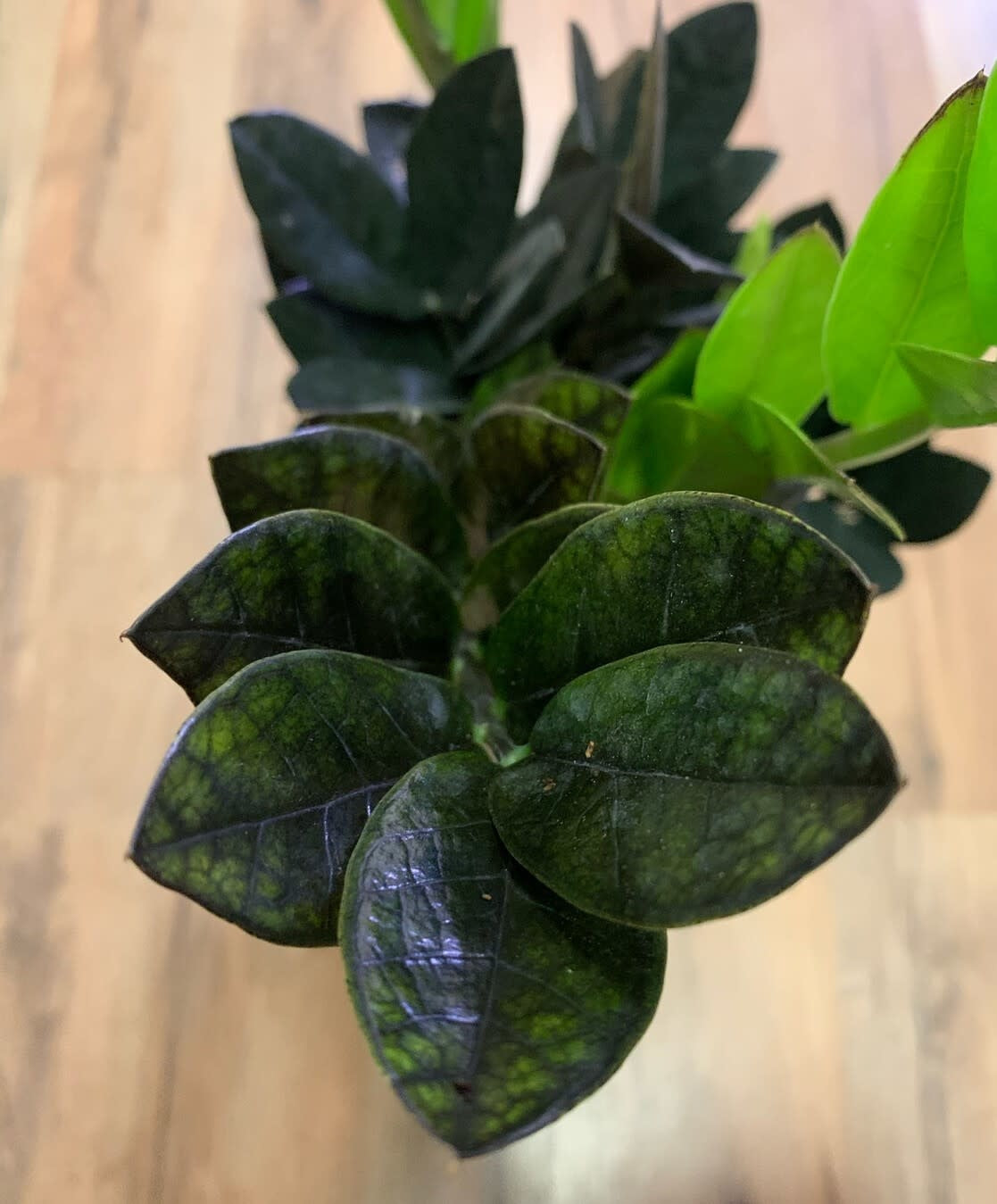 Zamioculcas zamiifolia Raven ‘ZZ'