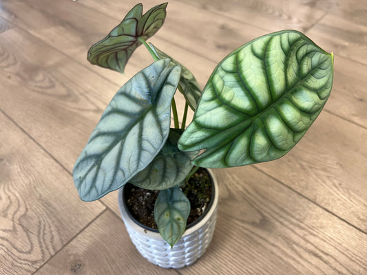 Alocasia 'Silver dragon scale'