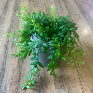 Aeschynanthus 'japhrolepsis lipstick'