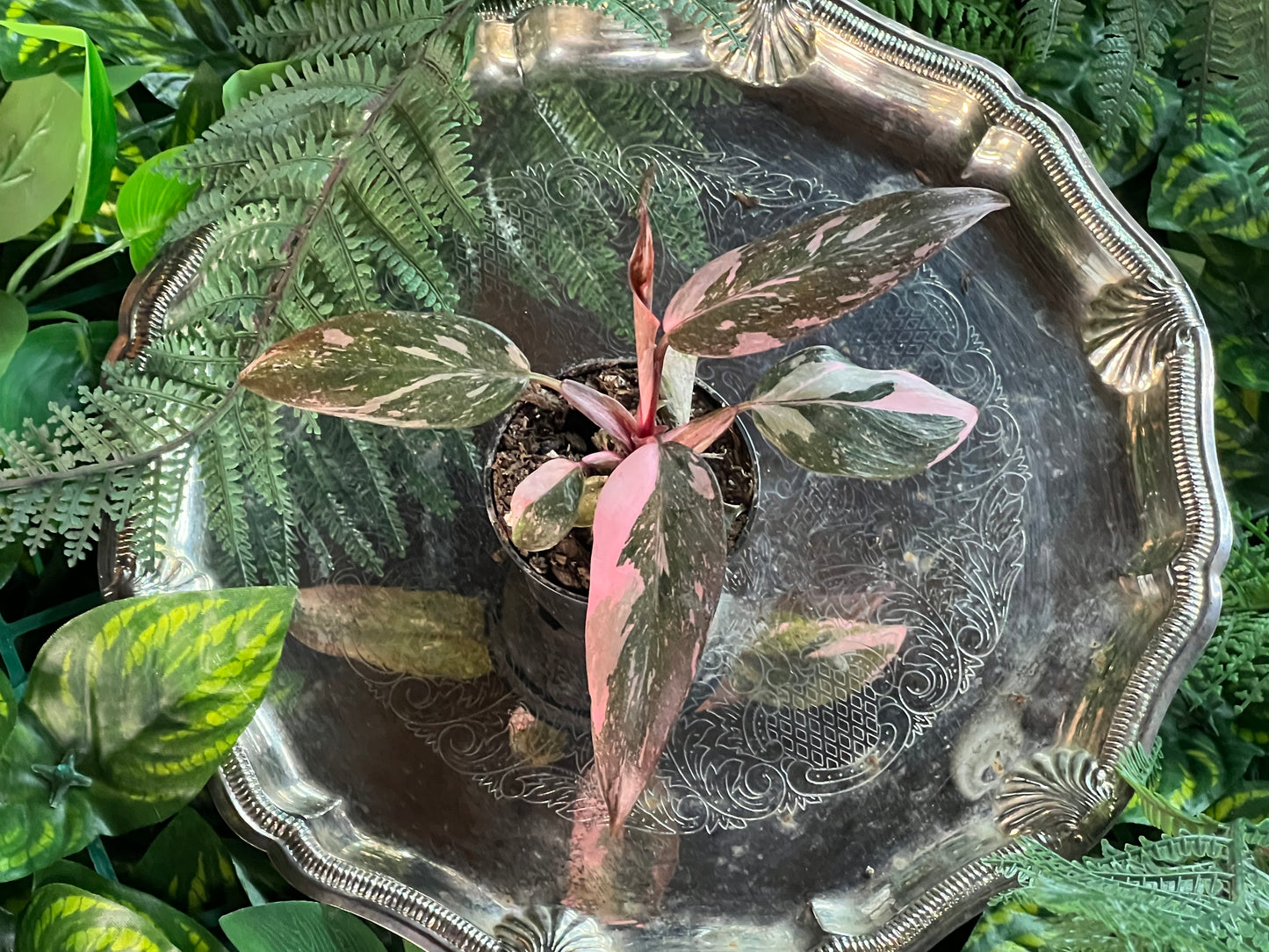 Philodendron Pink Princess