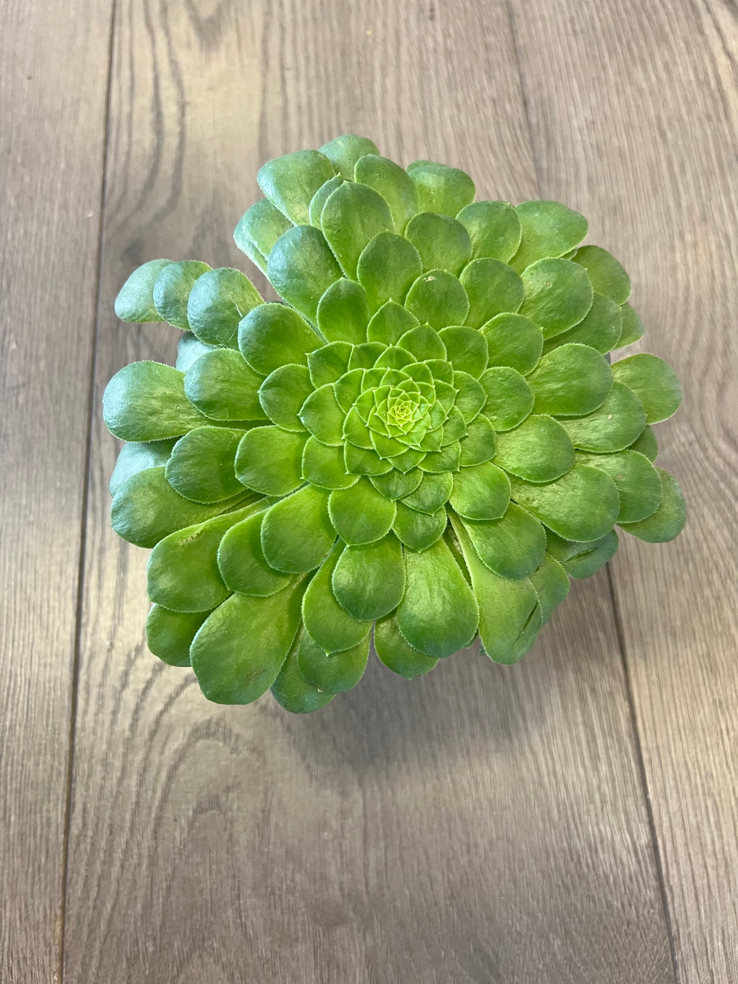 Aeonium ‘Wheels of Greenification’