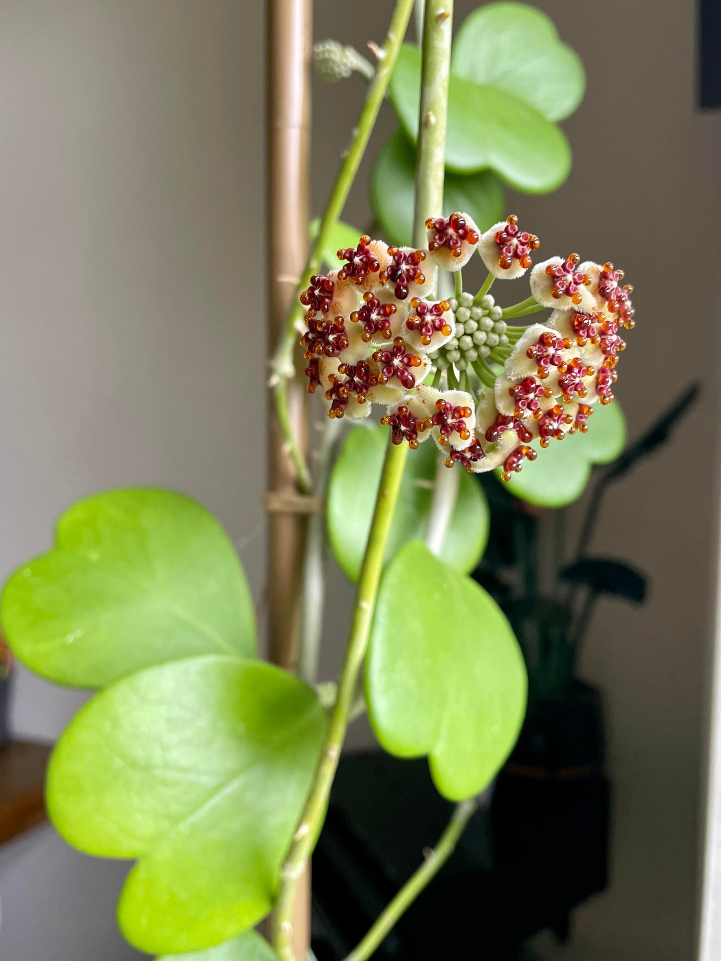 Hoya 'Kerrii'