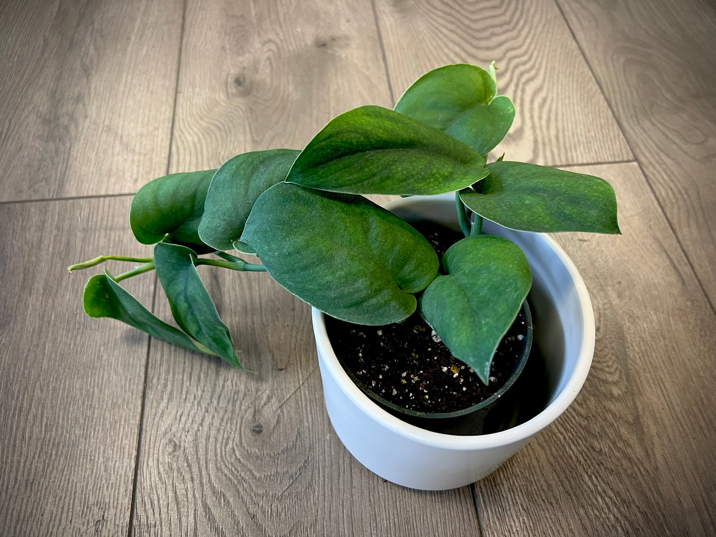 Scindapsus 'Jade Satin'