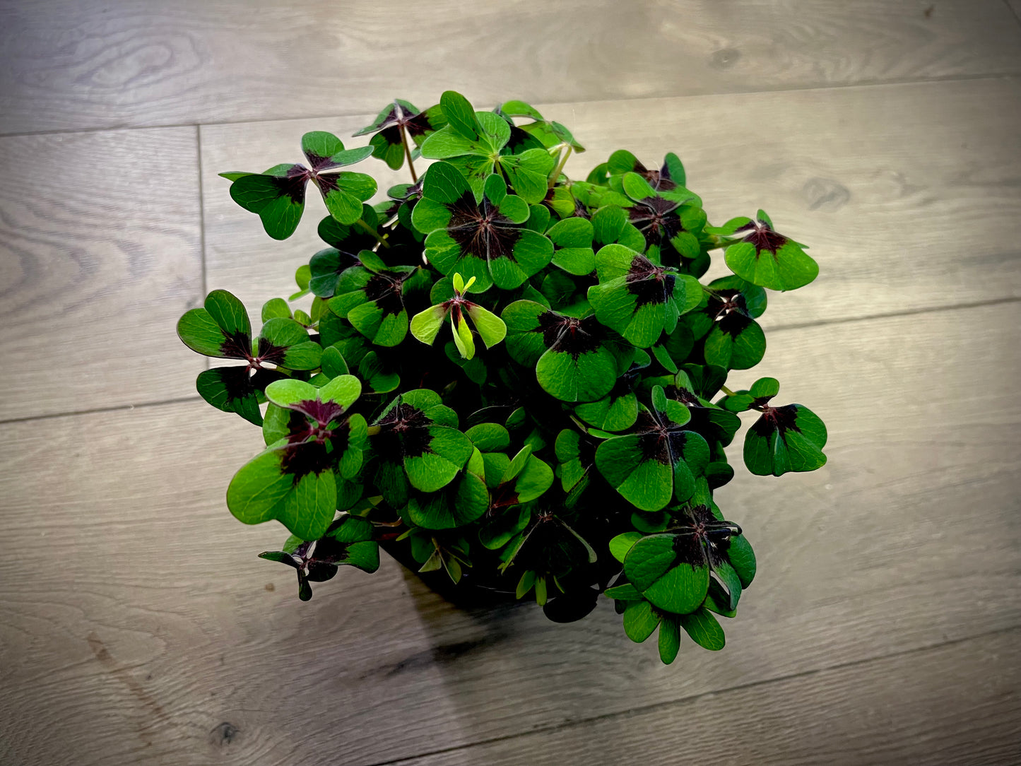 Oxalis Purple 'Iron Cross'