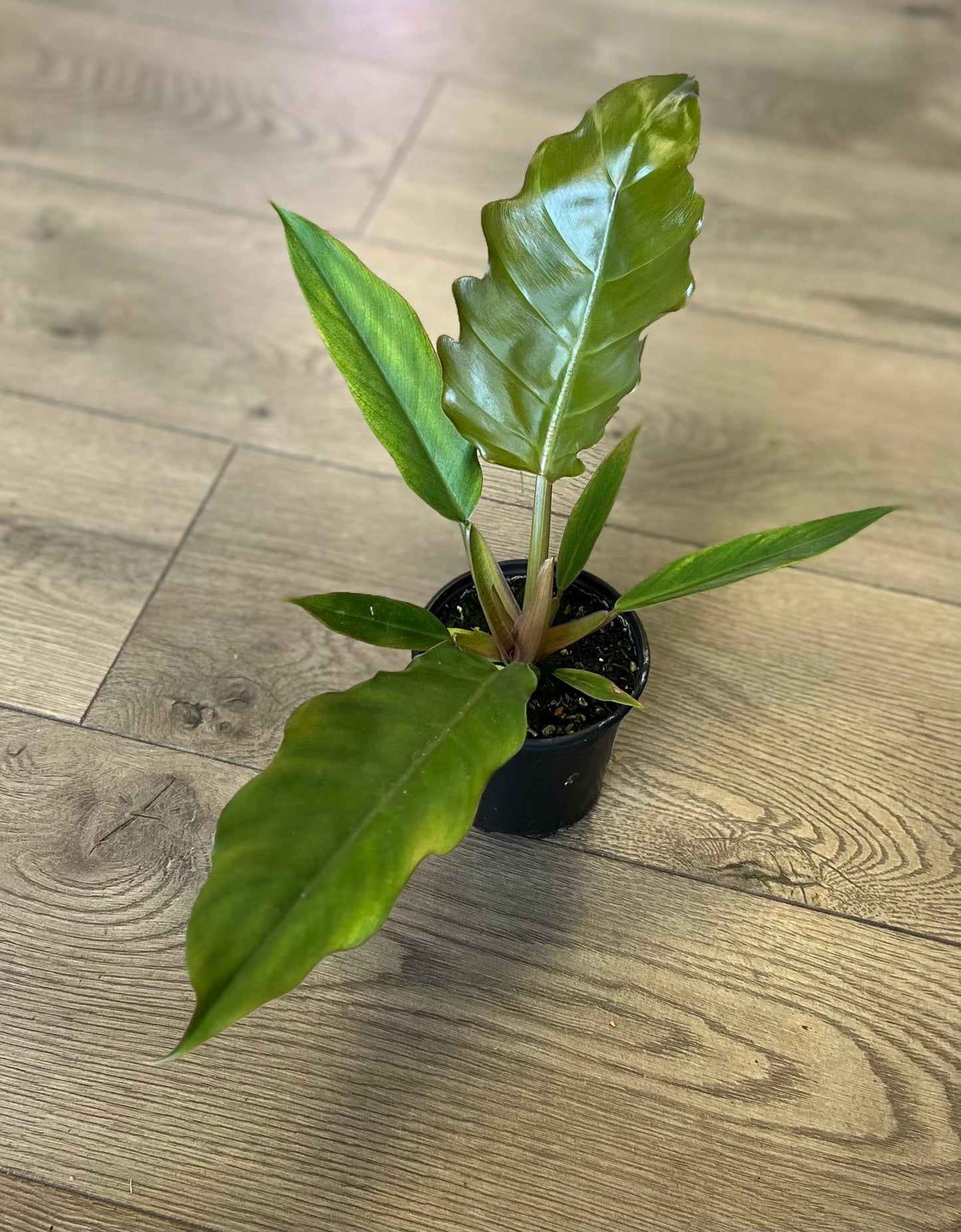 Philodendron ‘Pluto’