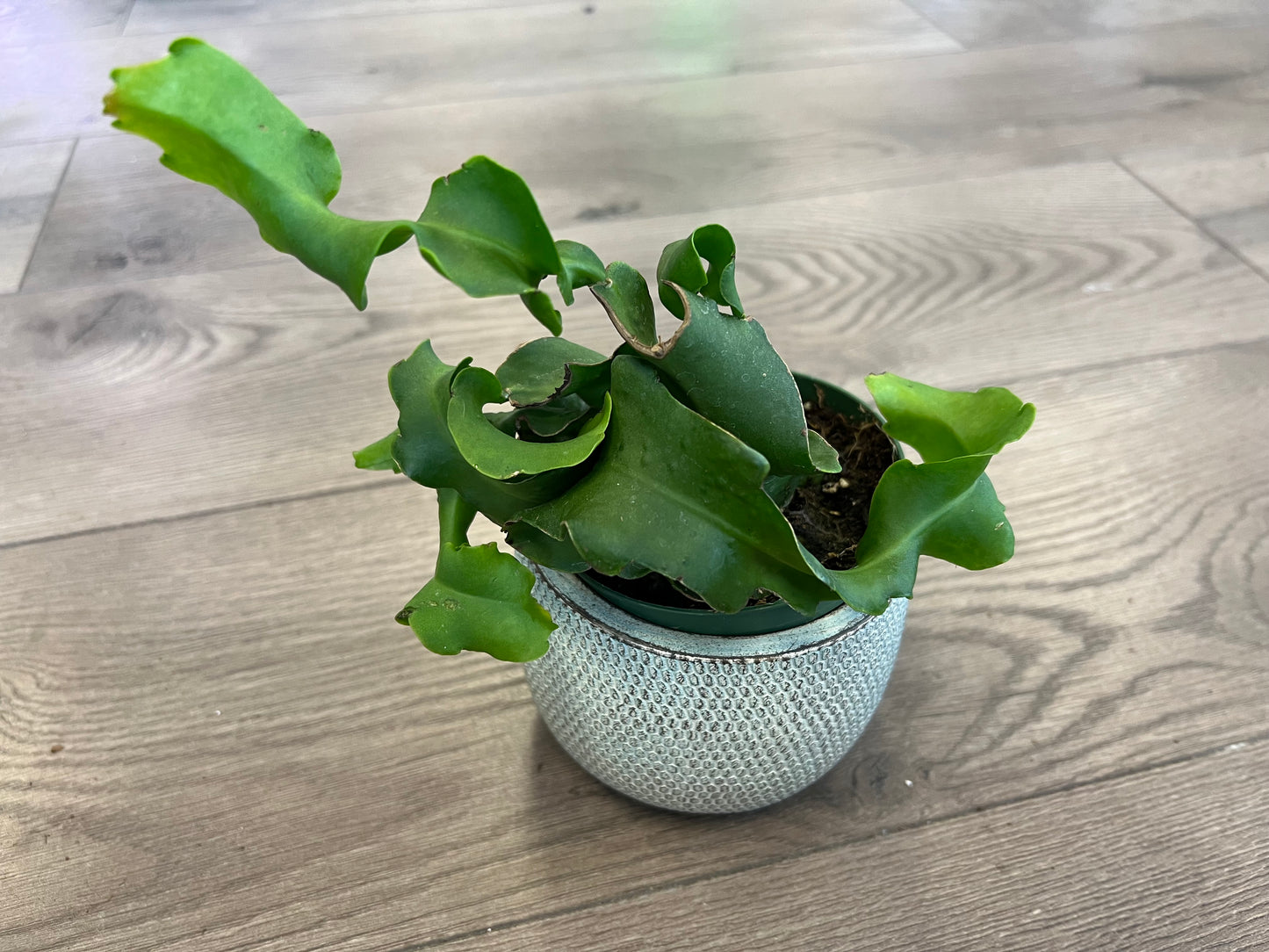 Epiphyllum guatemalense 'Curly Sue Orchid Cactus'