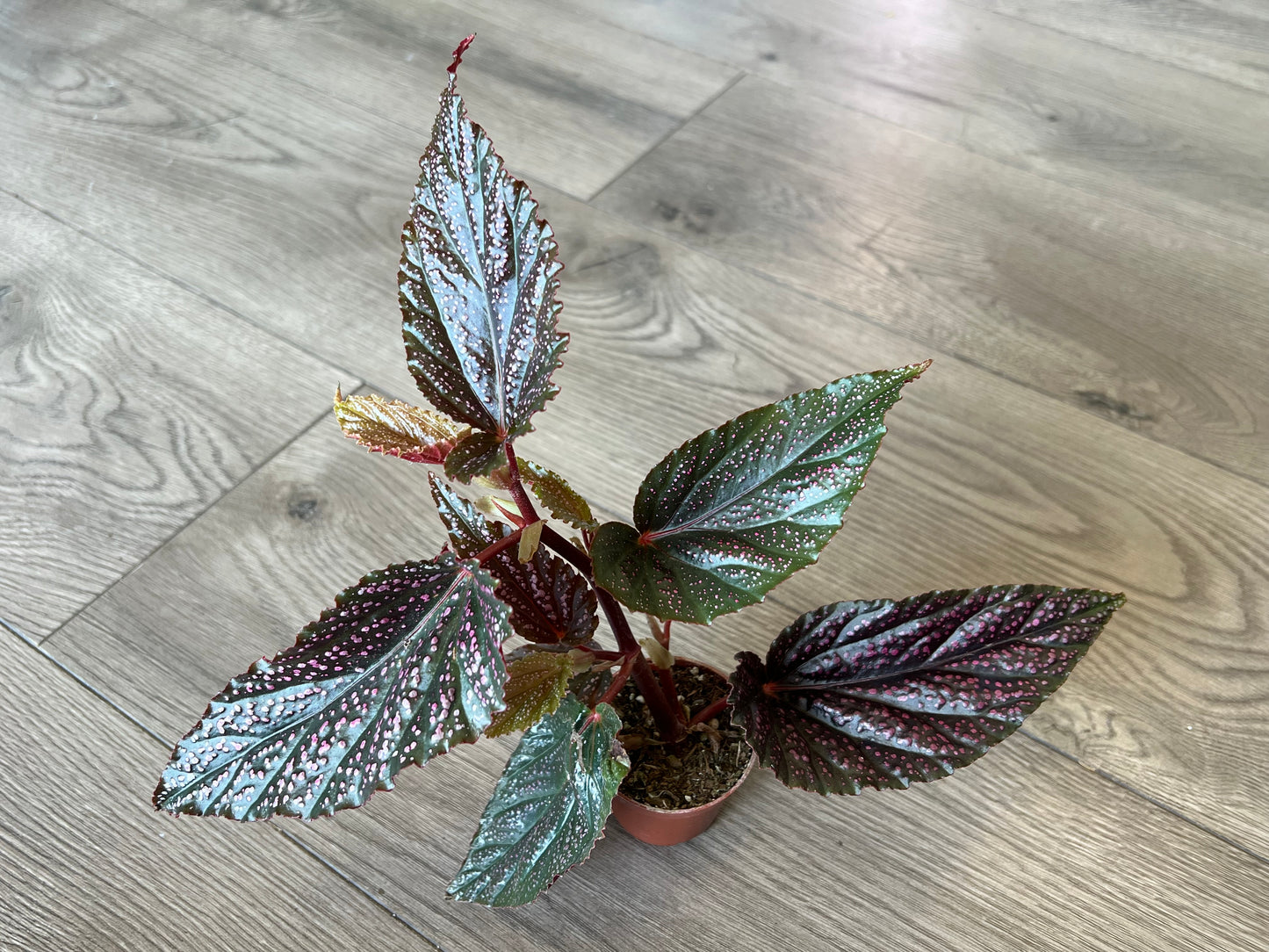 Angel Wing Begonia 'Maculata Pink Spot'