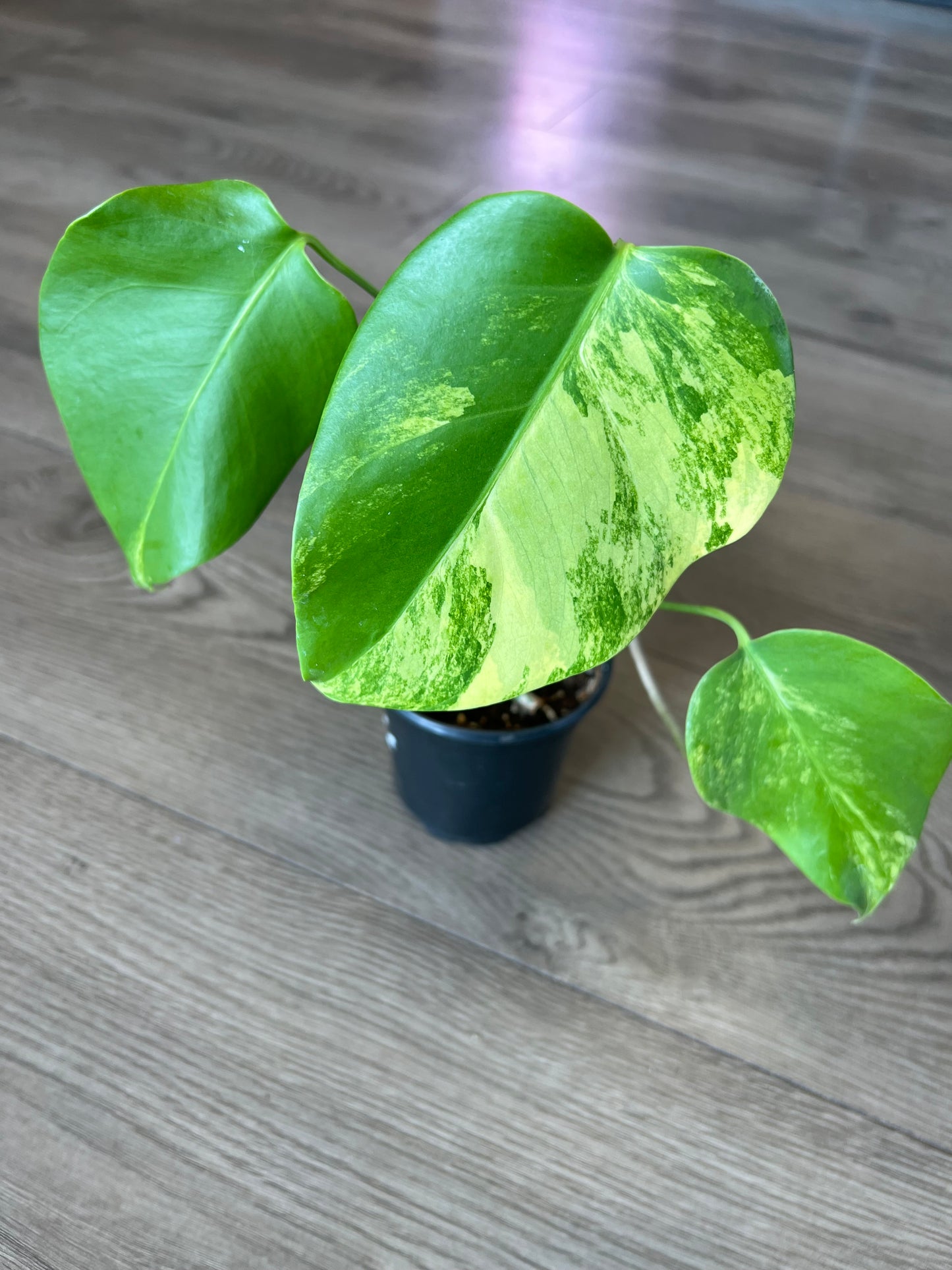 Monstera deliciosa aurea