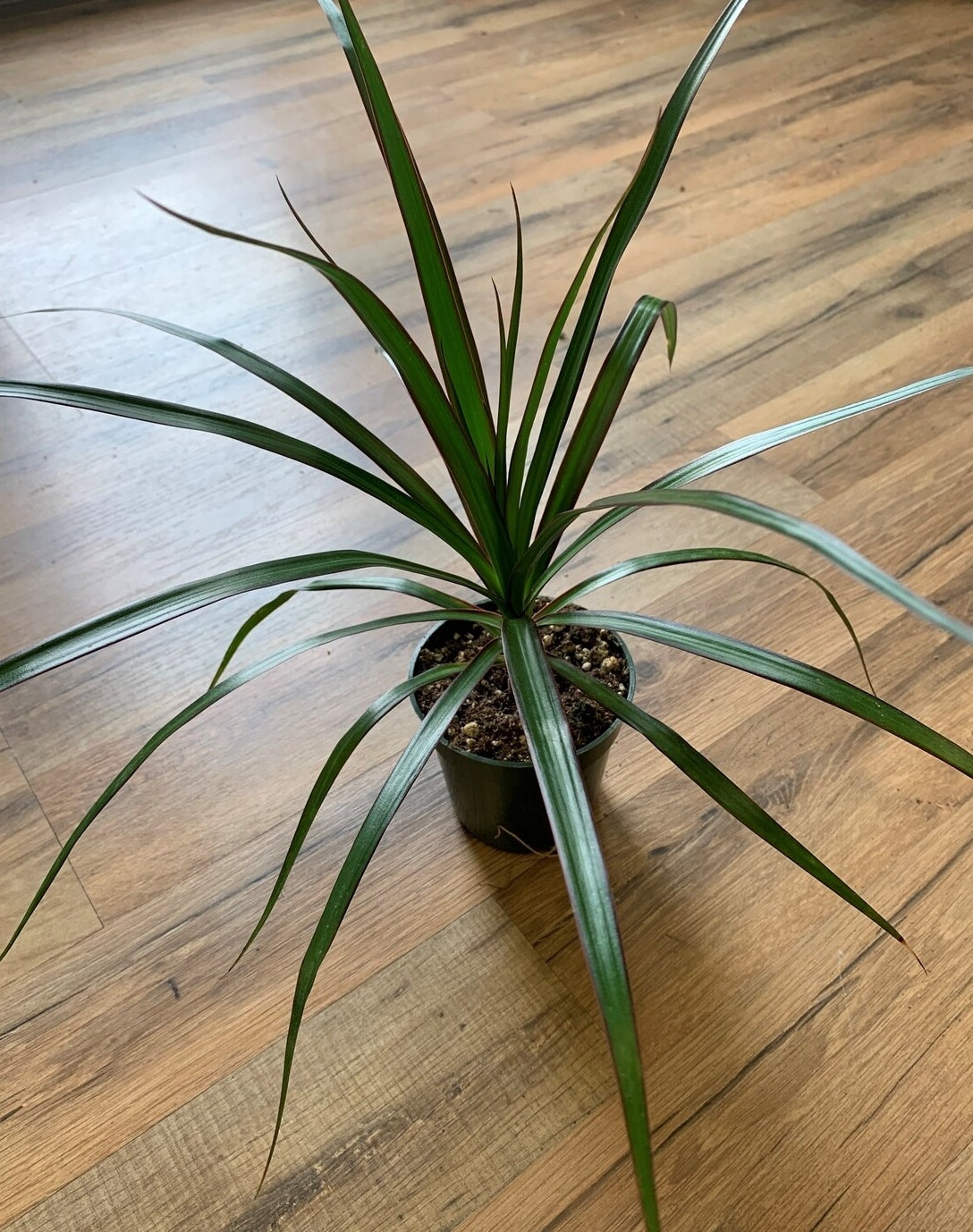 Dracaena marganita