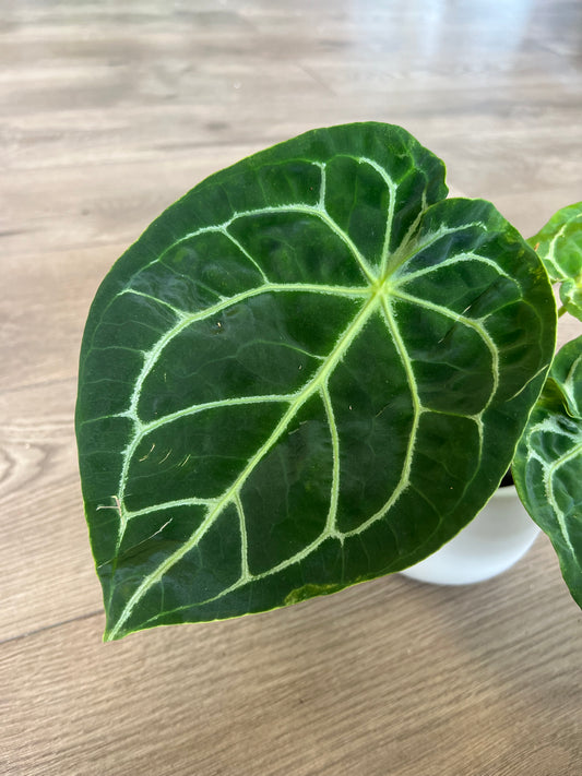 Anthurium 'Crystallinum'