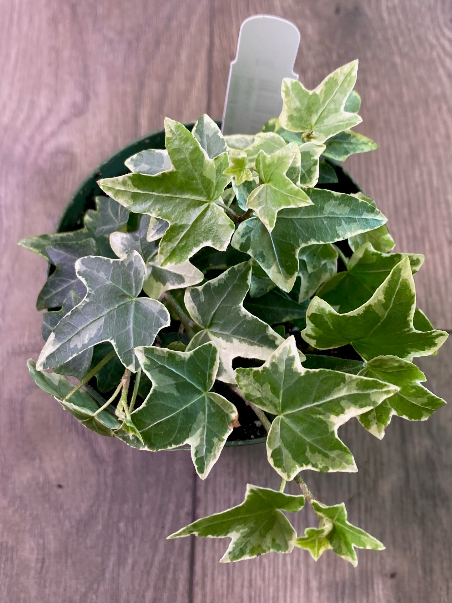 Hedera helix ‘Glacier English Ivy’