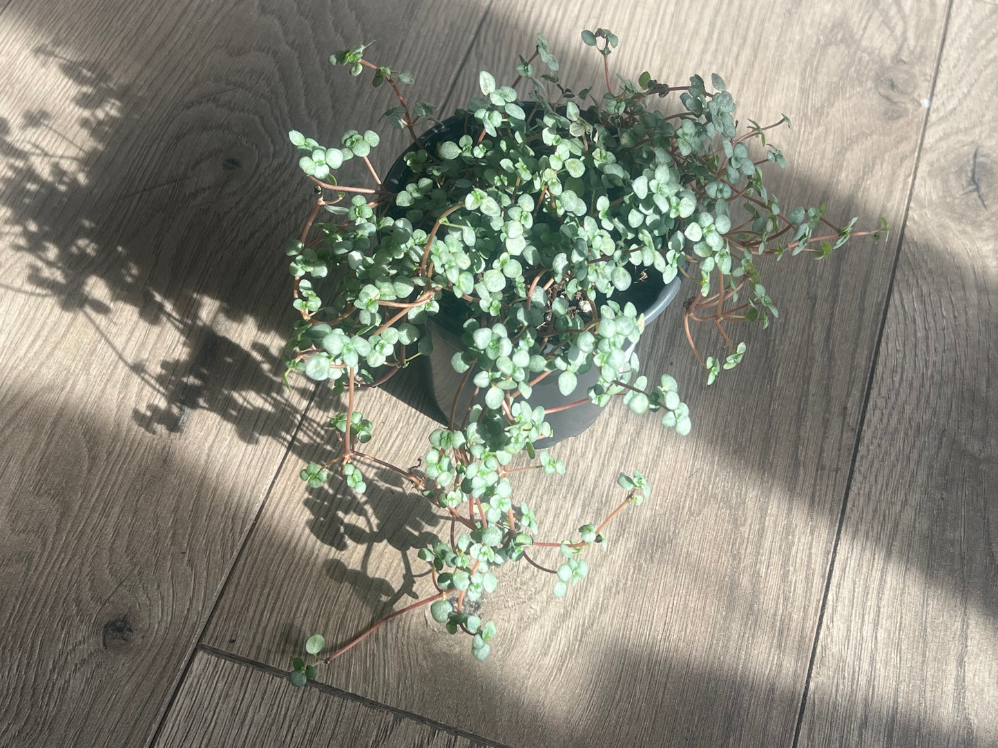 Pilea 'Silver Sparkle'