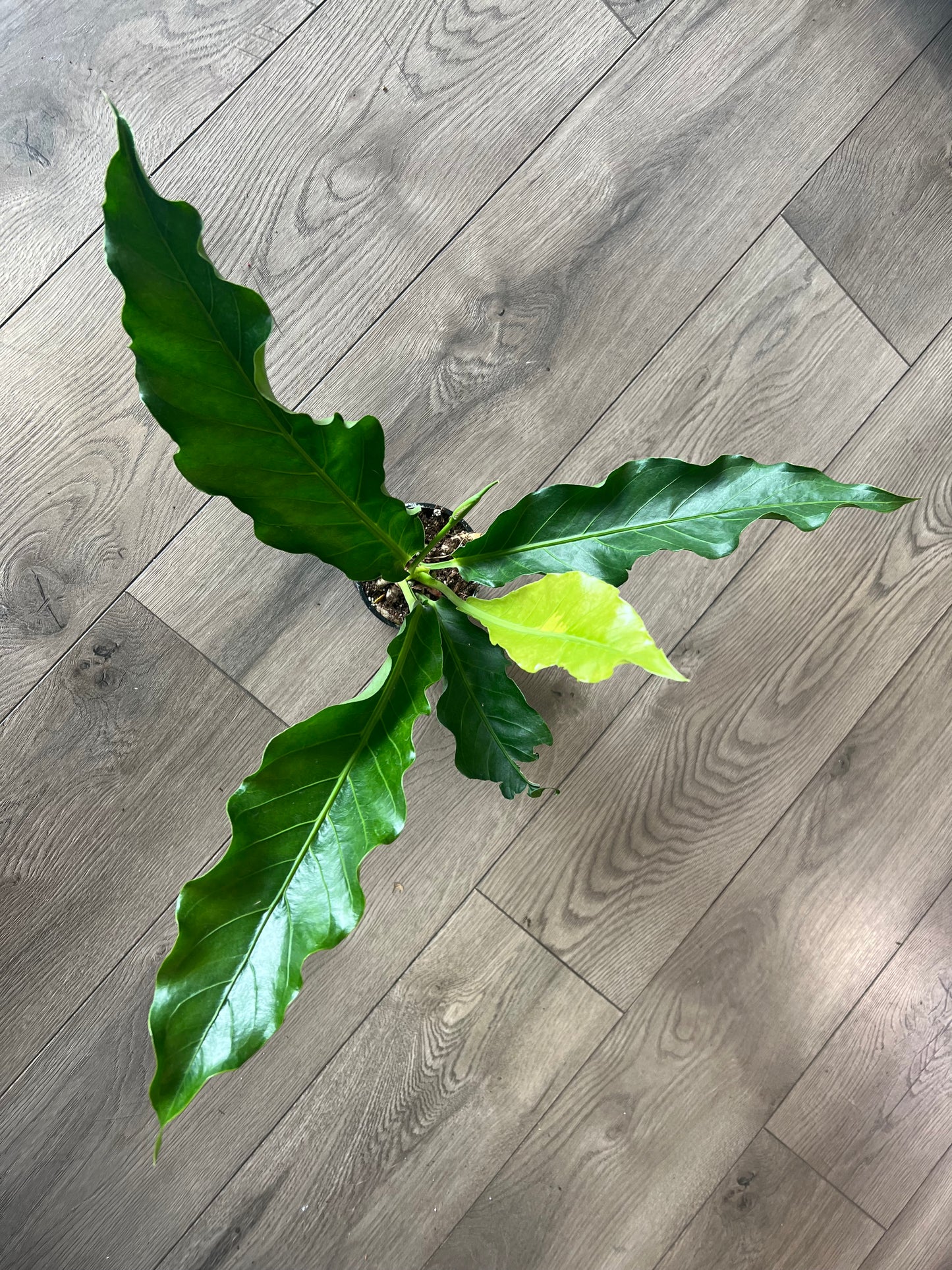 Anthurium 'Plowmanii'