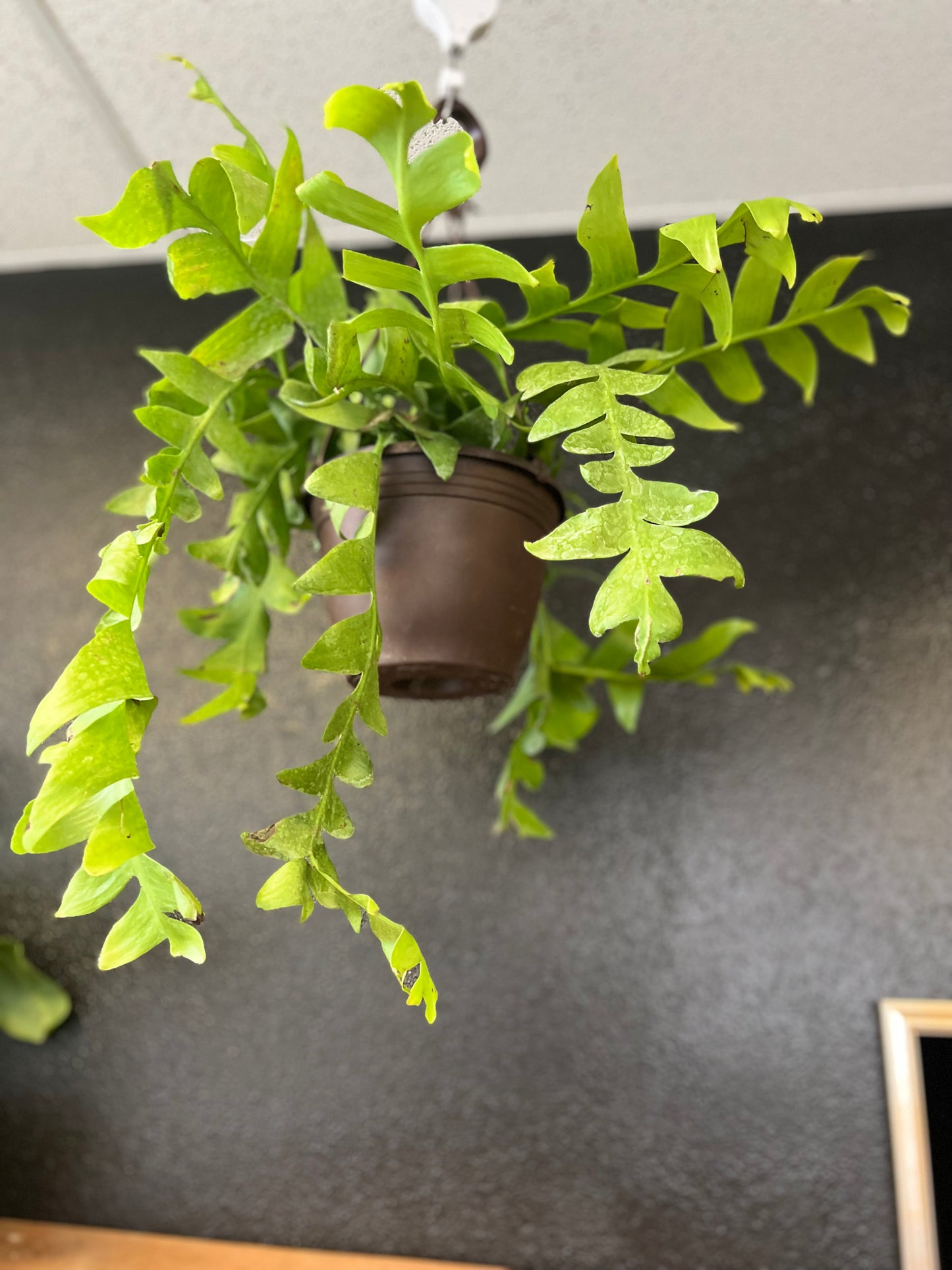 Epiphyllum chrysocardium 'Fernleaf Cactus'