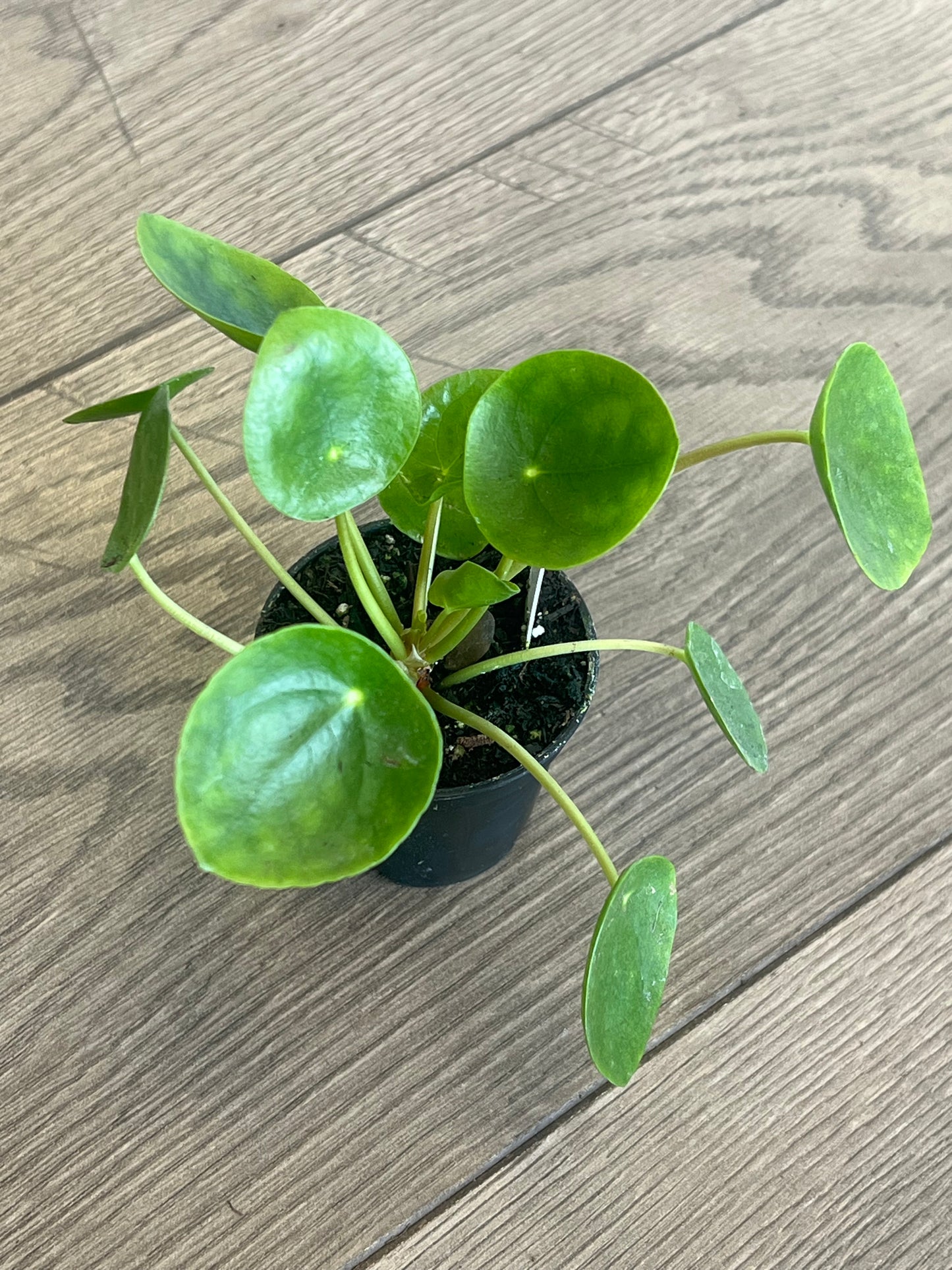 Pilea pepermoids 'Friendship Plant'