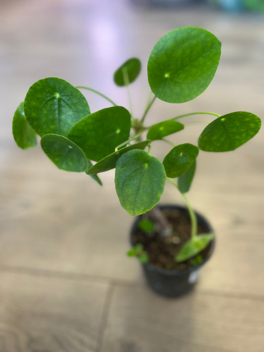 Pilea pepermoids 'Friendship Plant'