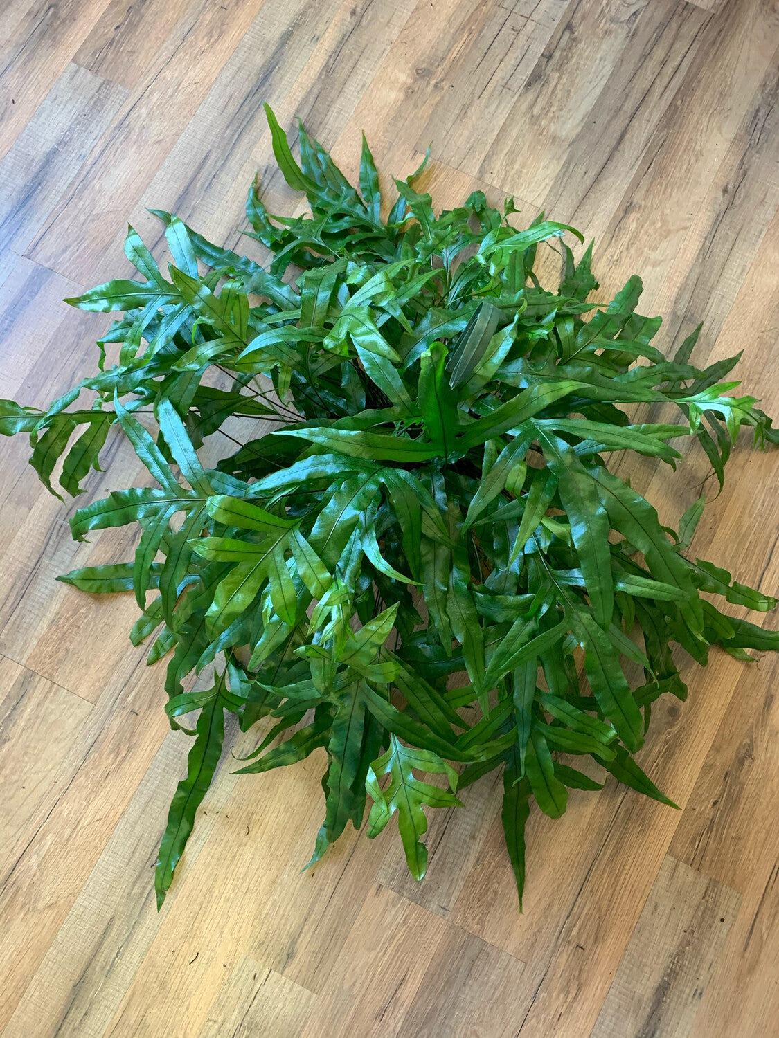 Microsorum diversifolium 'Kangaroo Paw Fern'