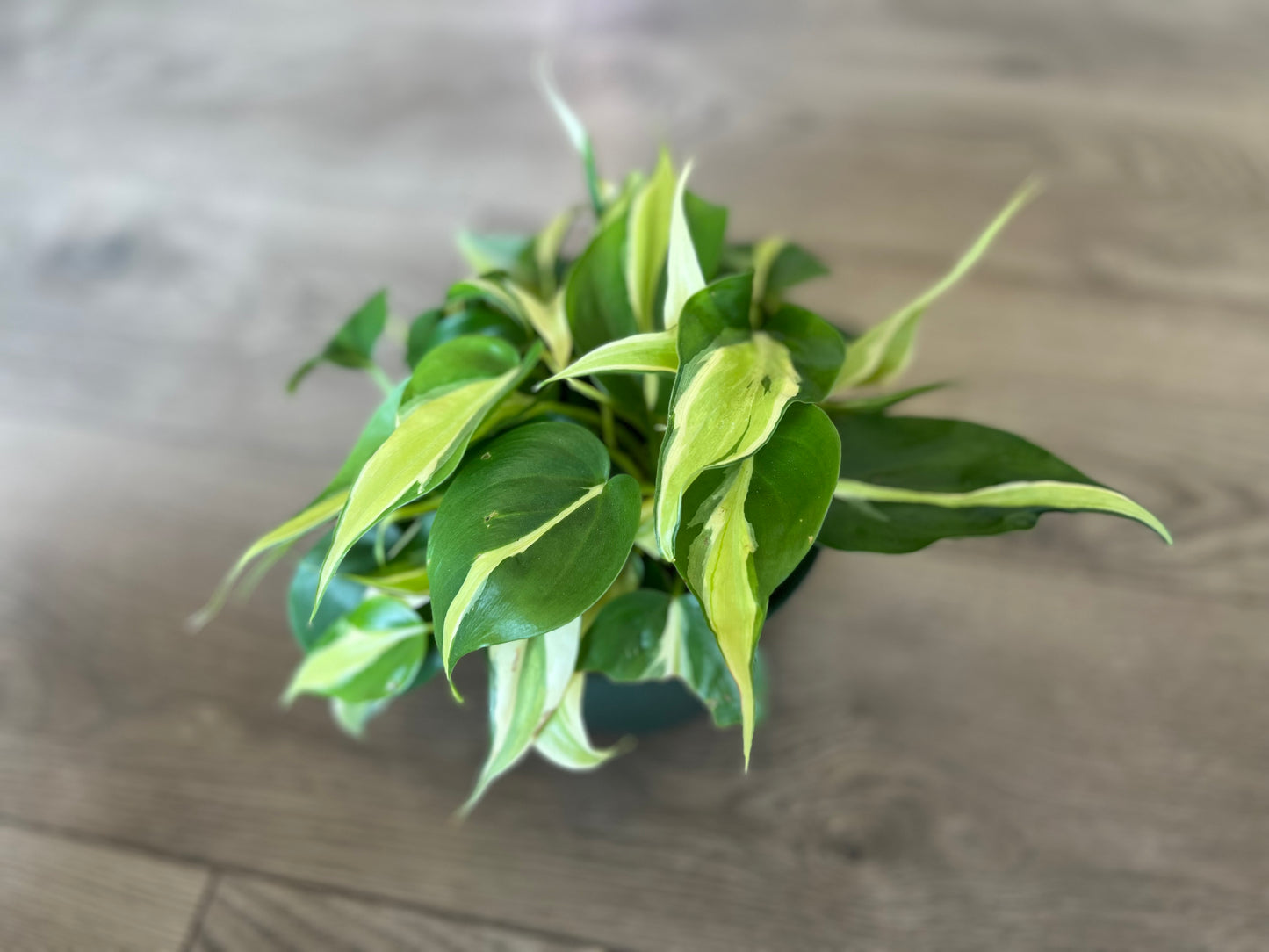 Philodendron cordatum 'Cream Splash'