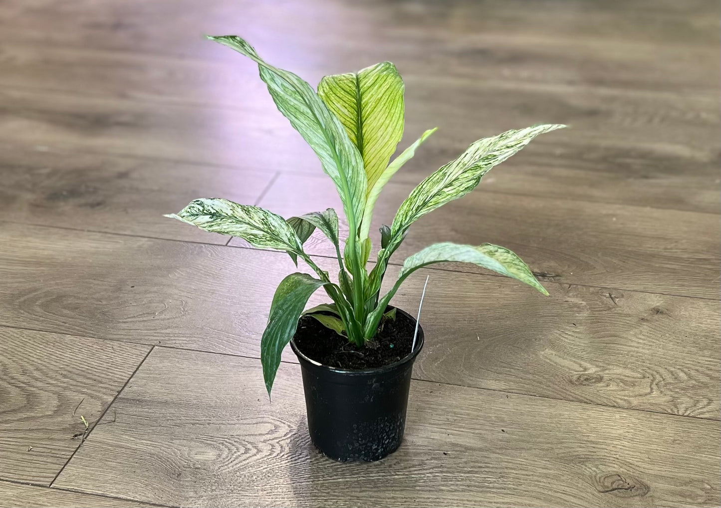 Spathiphyllum 'Jessica Peace Lily'