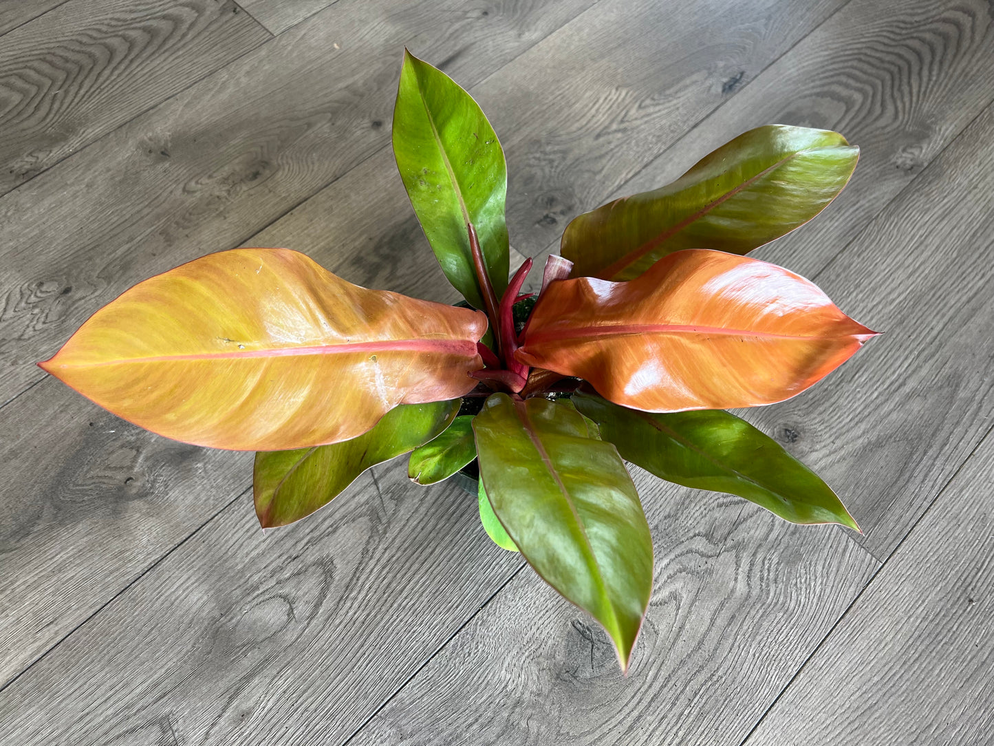 Philodendron 'Prince of Orange'