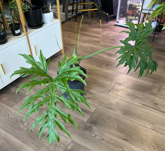 Philodendron warscewiczii