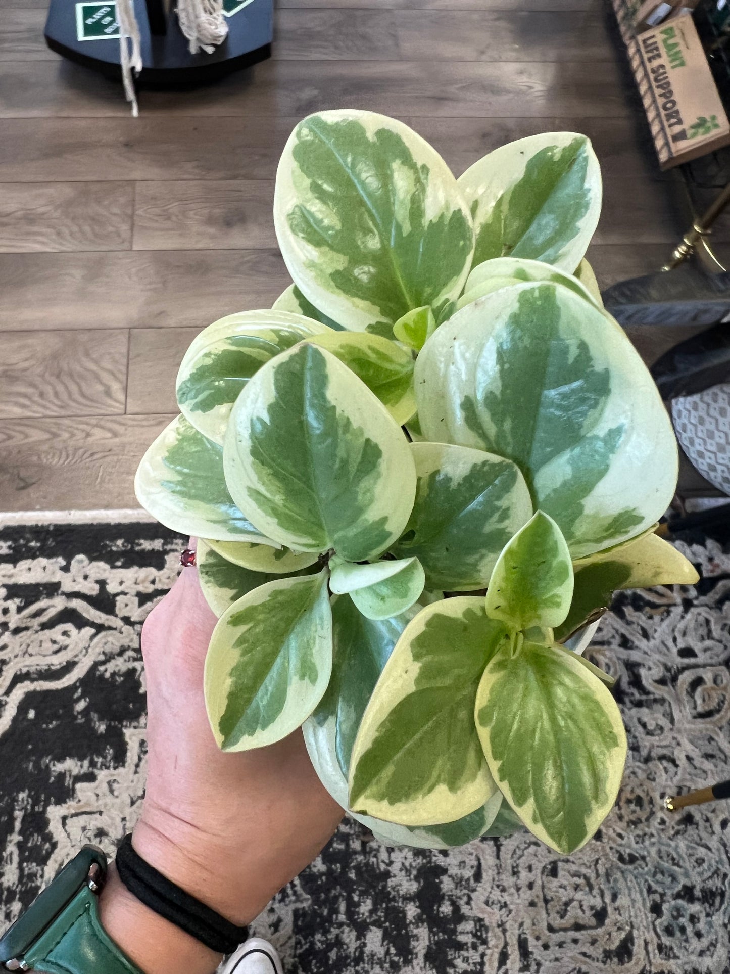 Peperomia obtusifolia ‘Sweet and Sour’