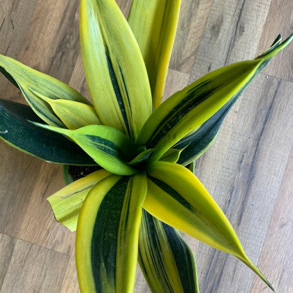 Sanseveria 'Gold Flame Snakeplant’