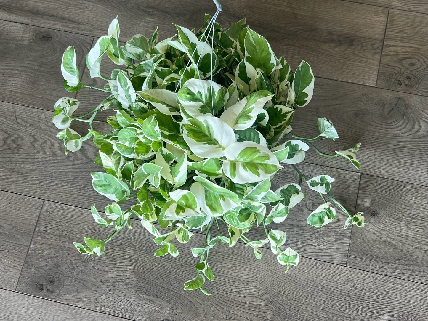 Epipremnum aureum 'N'Joy pothos'