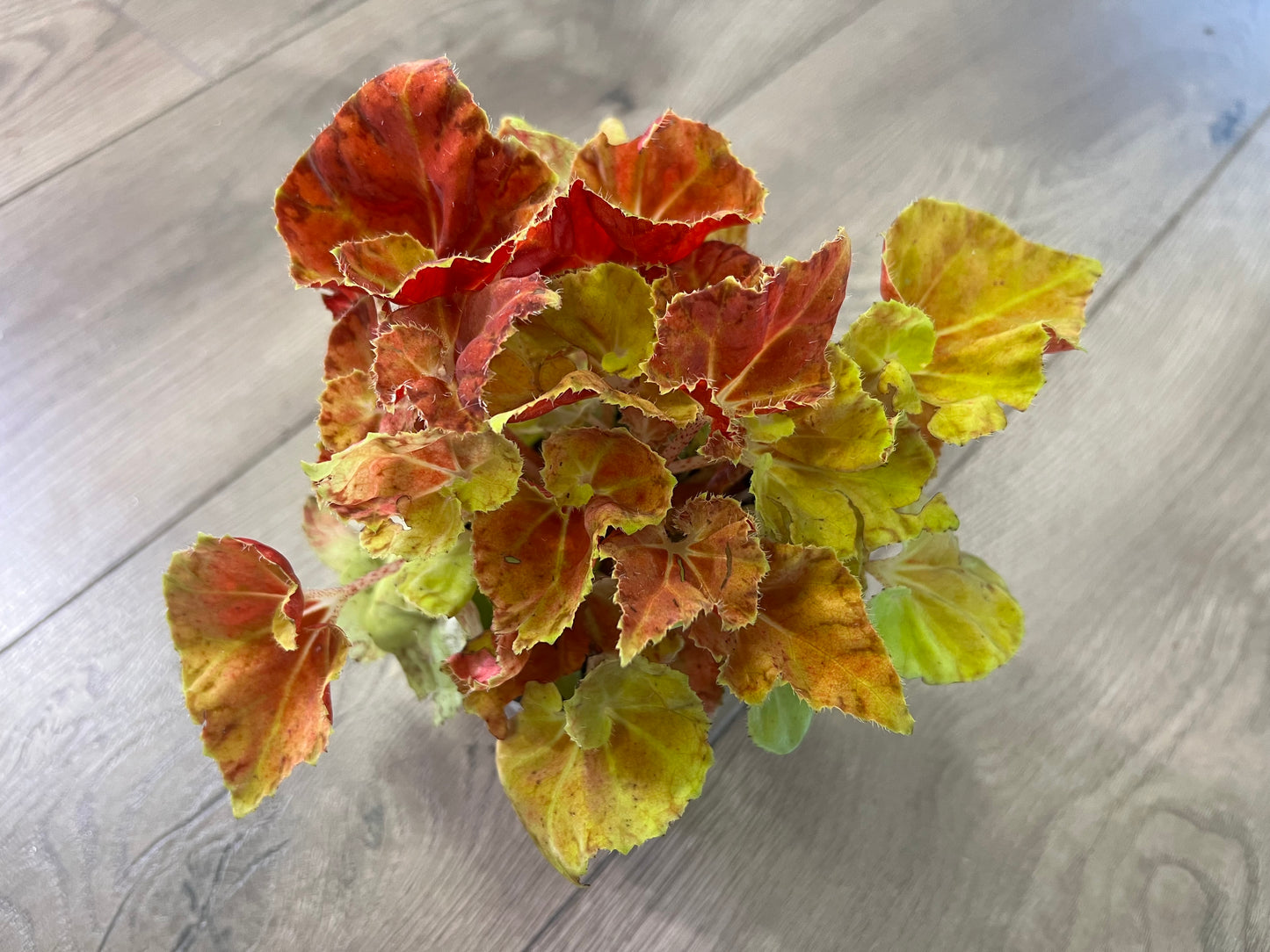 Begonia Rex 'Martha Stewart’
