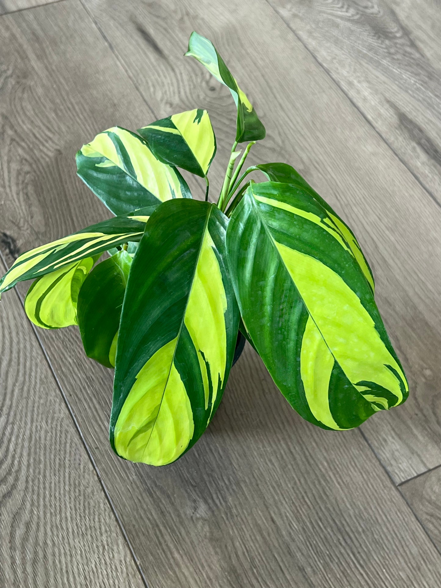 Ctenanthe lubbersiana ‘Never Never Plant’
