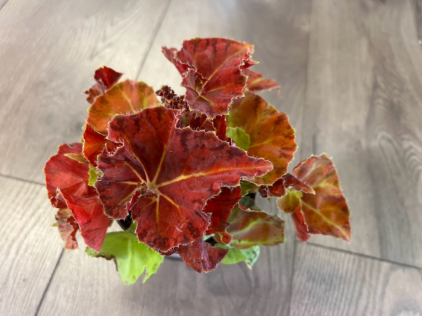 Begonia Rex 'Martha Stewart’