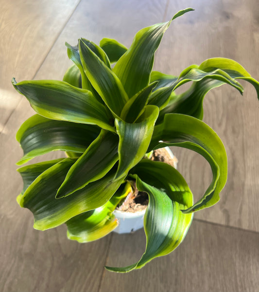 Dracaena ‘Dragon Dorado’