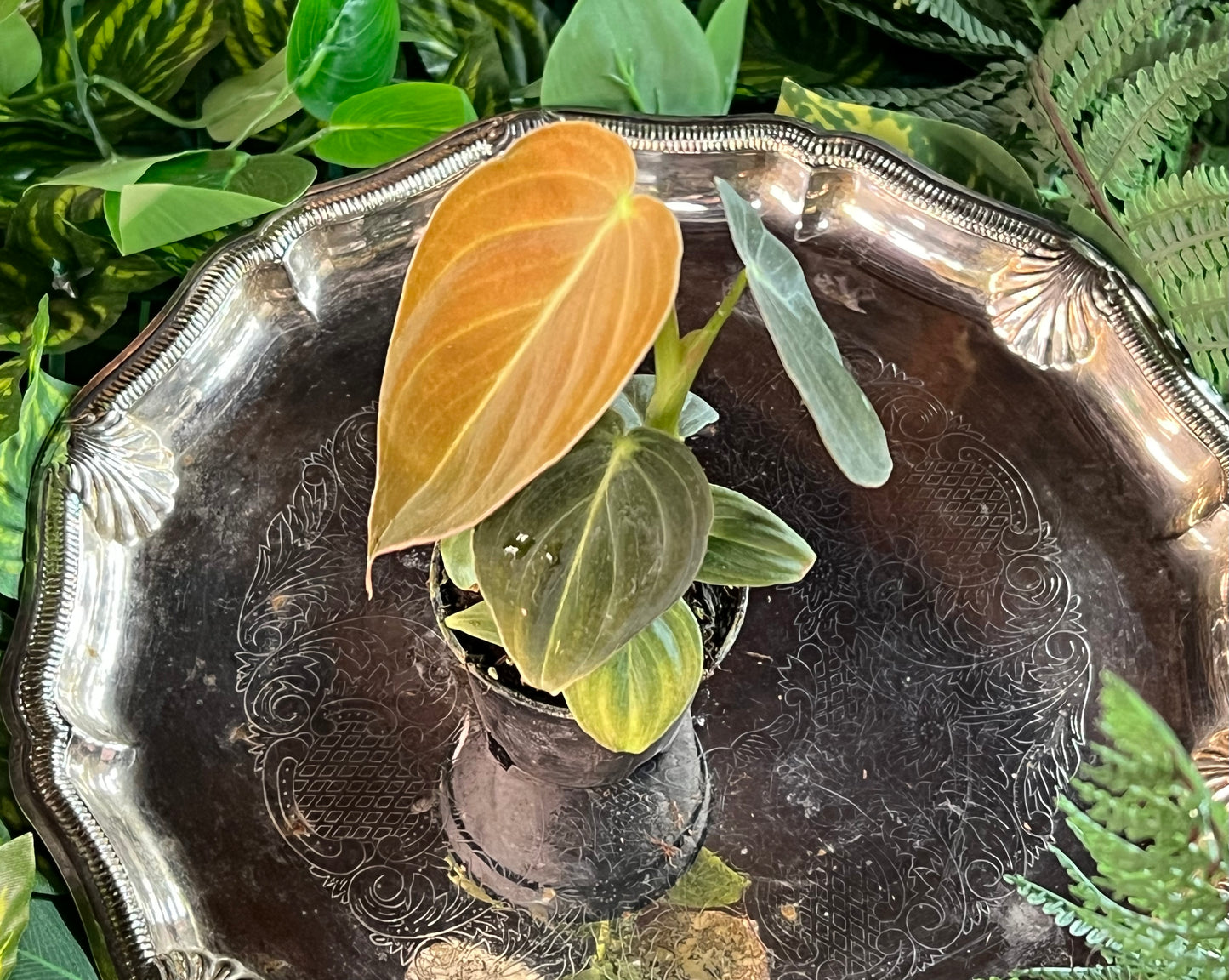 Philodendron melanochrysum