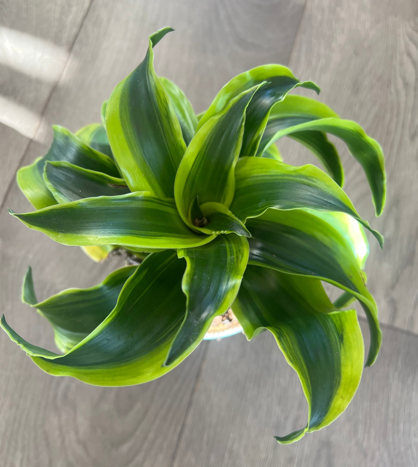 Dracaena ‘Dragon Dorado’