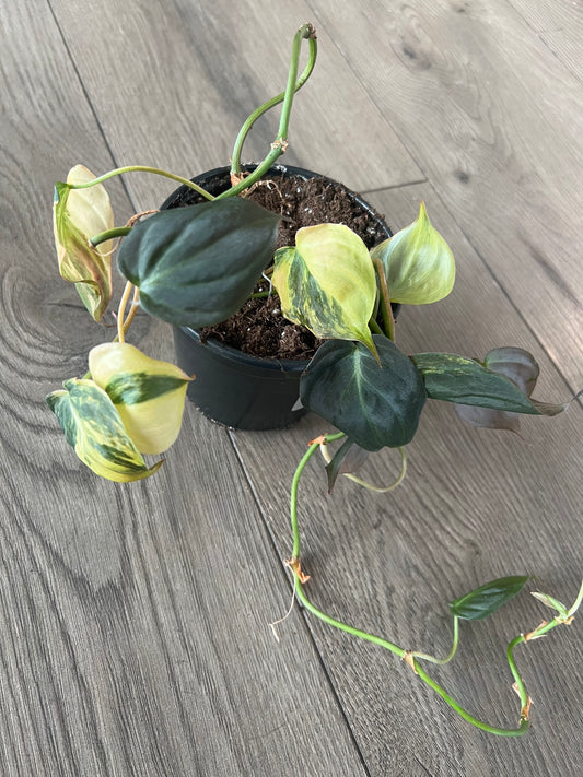 Philodendron Micans variegated