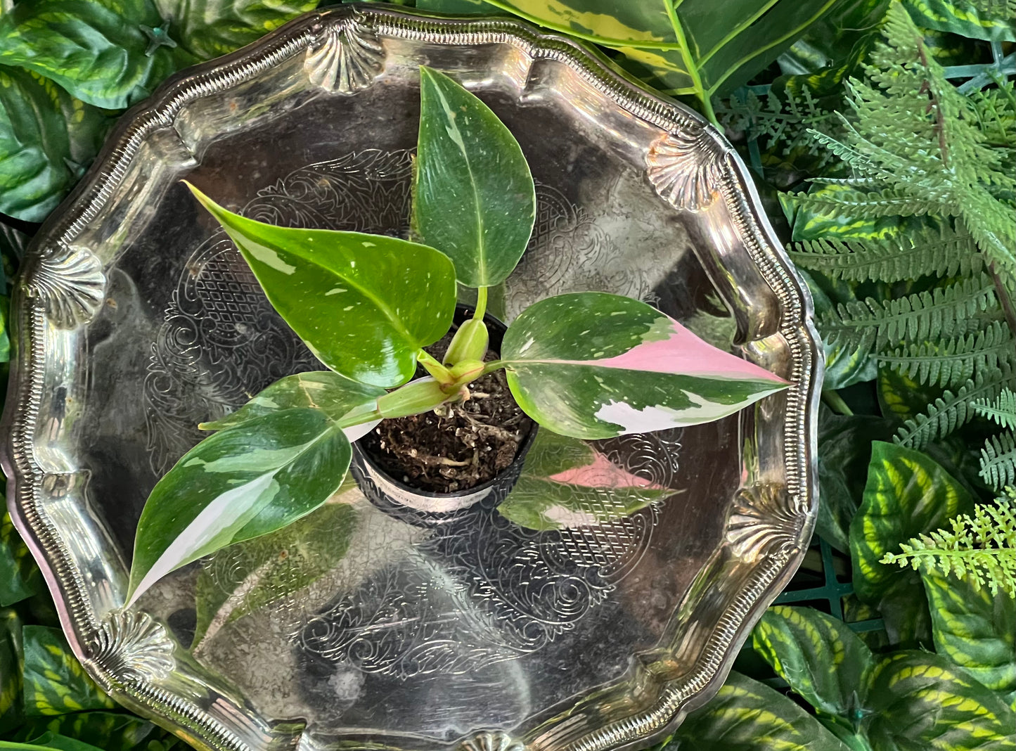 Philodendron 'White Princess'