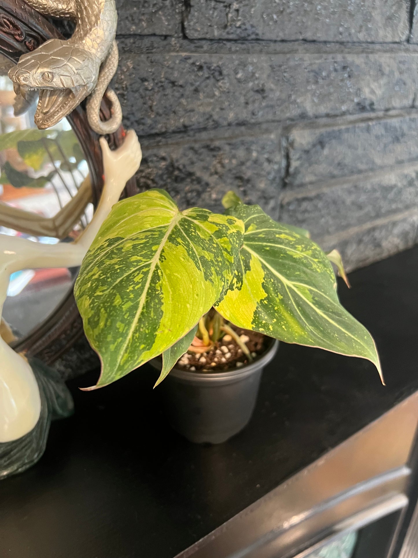 Philodendron 'Gloriosum Variegated’