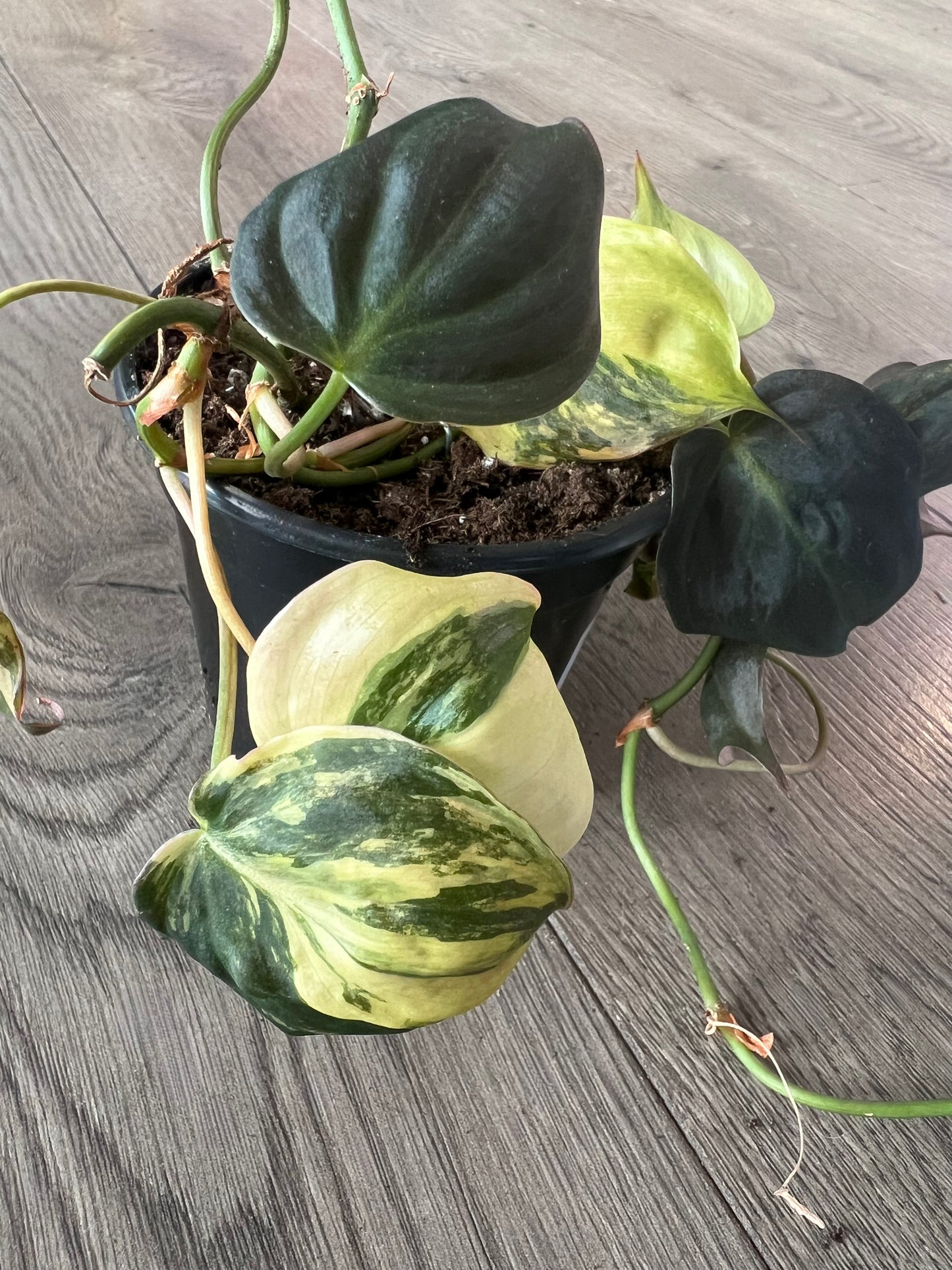 Philodendron Micans variegated