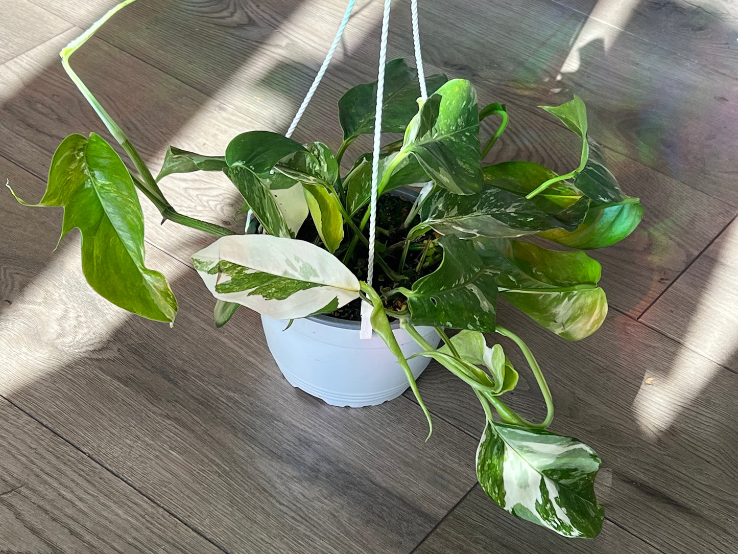 Epipremnum pinnatum ‘Albo’