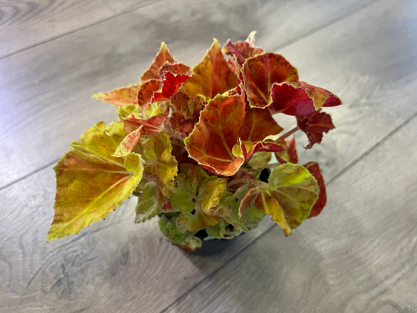 Begonia Rex 'Martha Stewart’