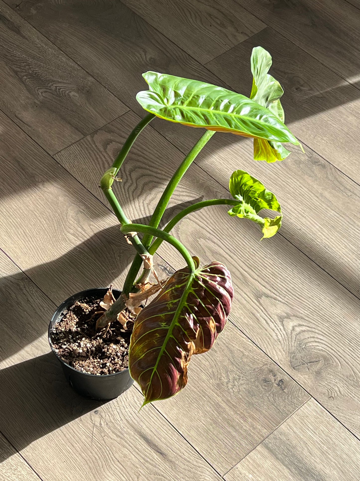 Philodendron subhastatum